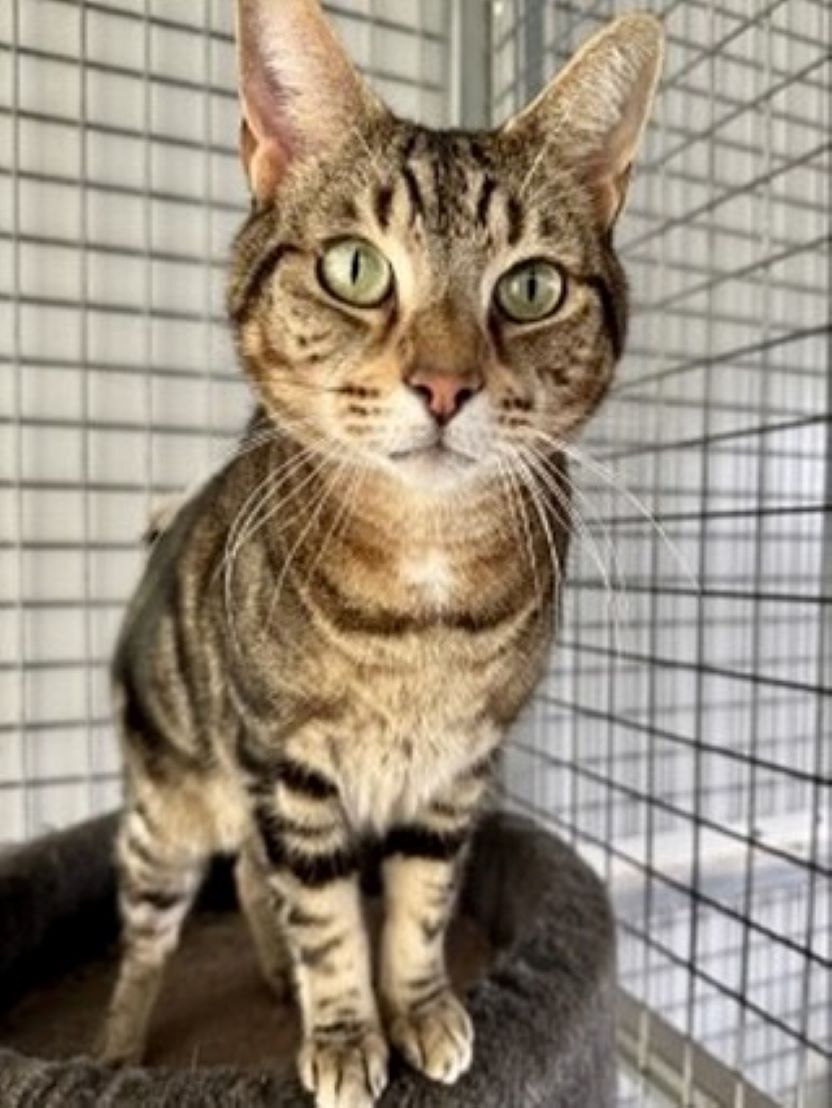 Sydney Dog and Cat Boarding